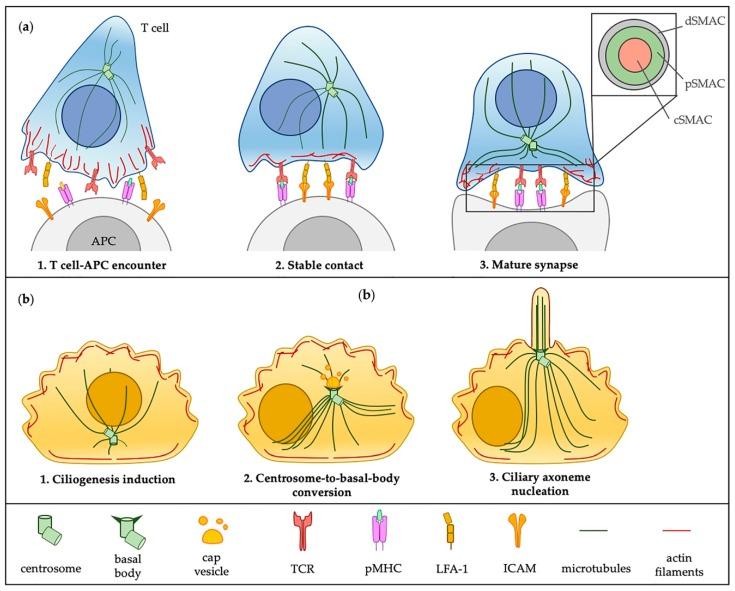 https://cdn.ncbi.nlm.nih.gov/pmc/blobs/7ccf/6721628/557faab4570a/cells-08-00789-g001.jpg