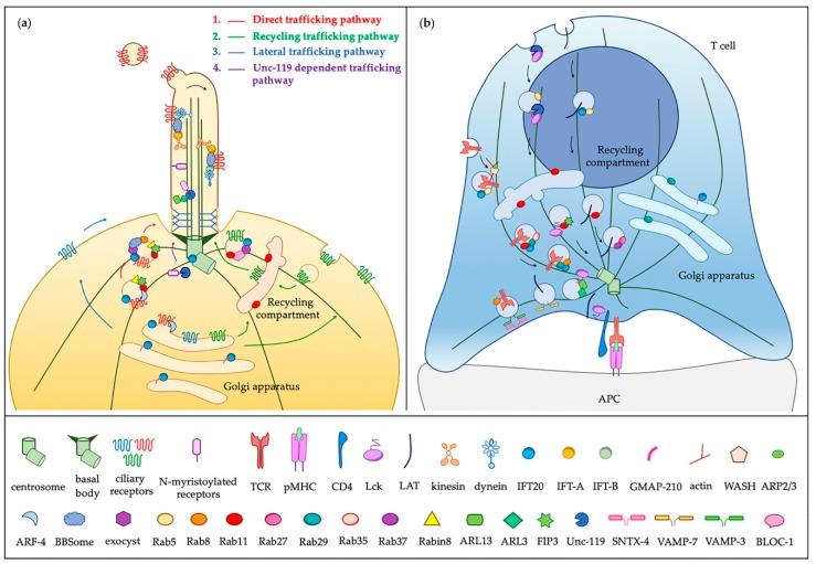https://cdn.ncbi.nlm.nih.gov/pmc/blobs/7ccf/6721628/a9930a0308b8/cells-08-00789-g002.jpg