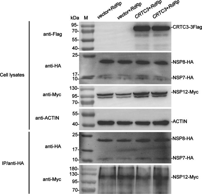 https://cdn.ncbi.nlm.nih.gov/pmc/blobs/7cd1/11963146/51ef691546a8/figs9.jpg