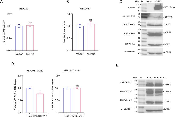 https://cdn.ncbi.nlm.nih.gov/pmc/blobs/7cd1/11963146/e1e70461992e/gr6.jpg