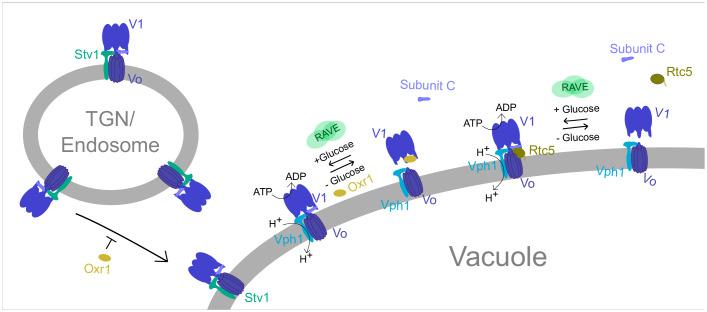 https://cdn.ncbi.nlm.nih.gov/pmc/blobs/7cd2/11066047/1c8057ec44f3/44318_2024_97_Fig9_HTML.jpg