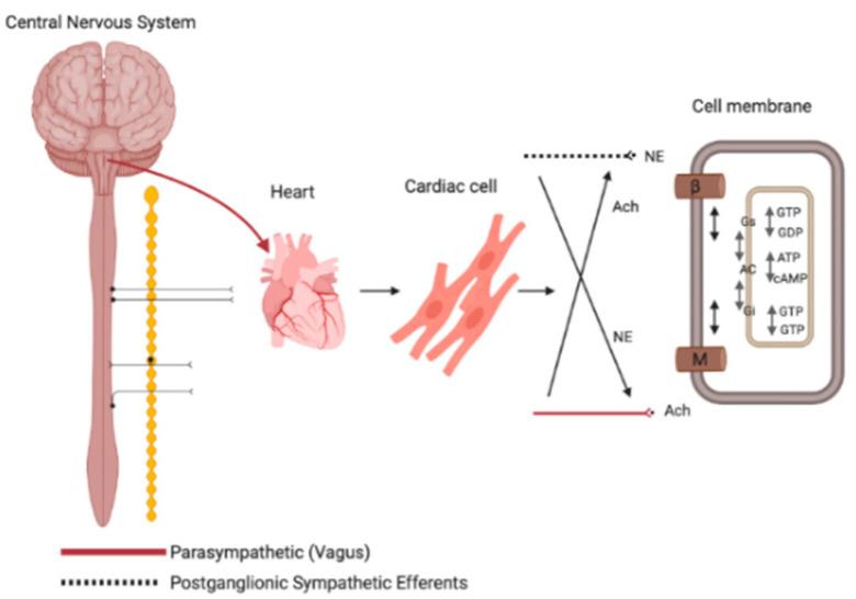 https://cdn.ncbi.nlm.nih.gov/pmc/blobs/7cd3/7598705/cfd60b81a3d2/jcm-09-03081-g001.jpg