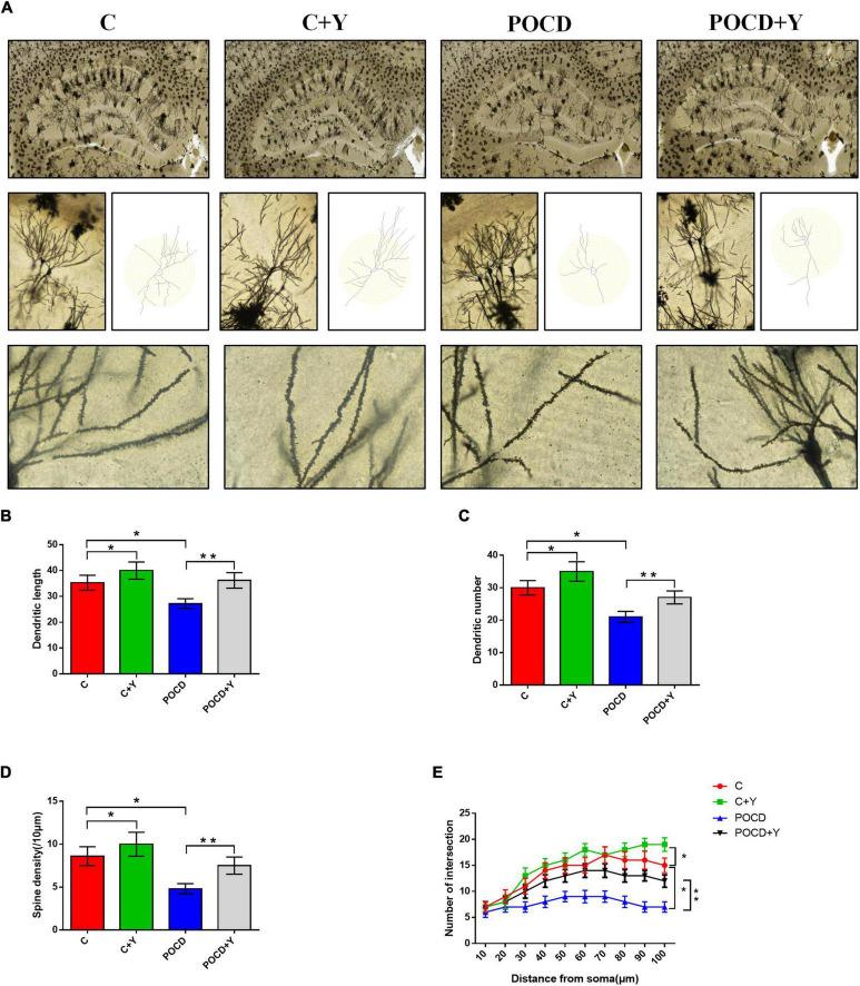 https://cdn.ncbi.nlm.nih.gov/pmc/blobs/7cd4/9485610/a32ea5486e66/fnagi-14-996223-g005.jpg