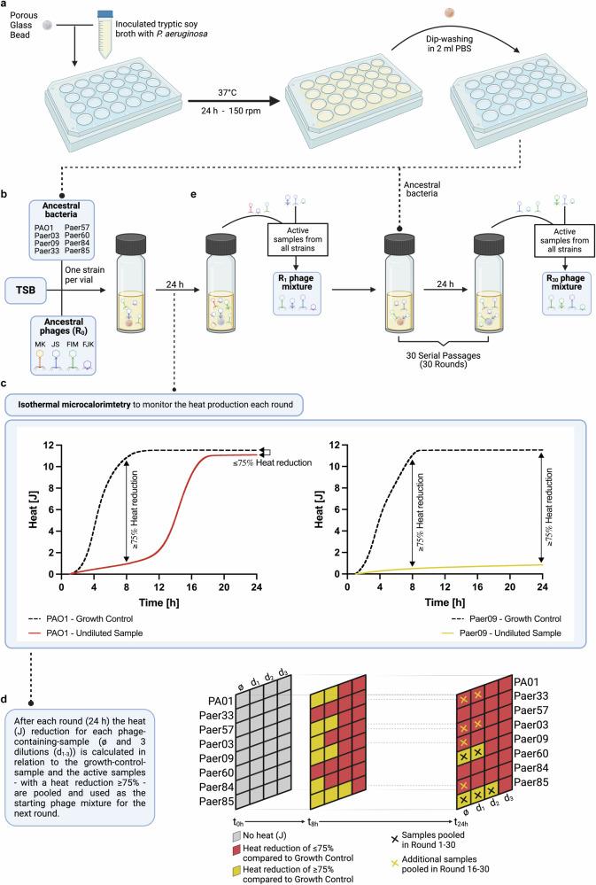 https://cdn.ncbi.nlm.nih.gov/pmc/blobs/7cd7/11450229/02beade5141c/41467_2024_52595_Fig1_HTML.jpg