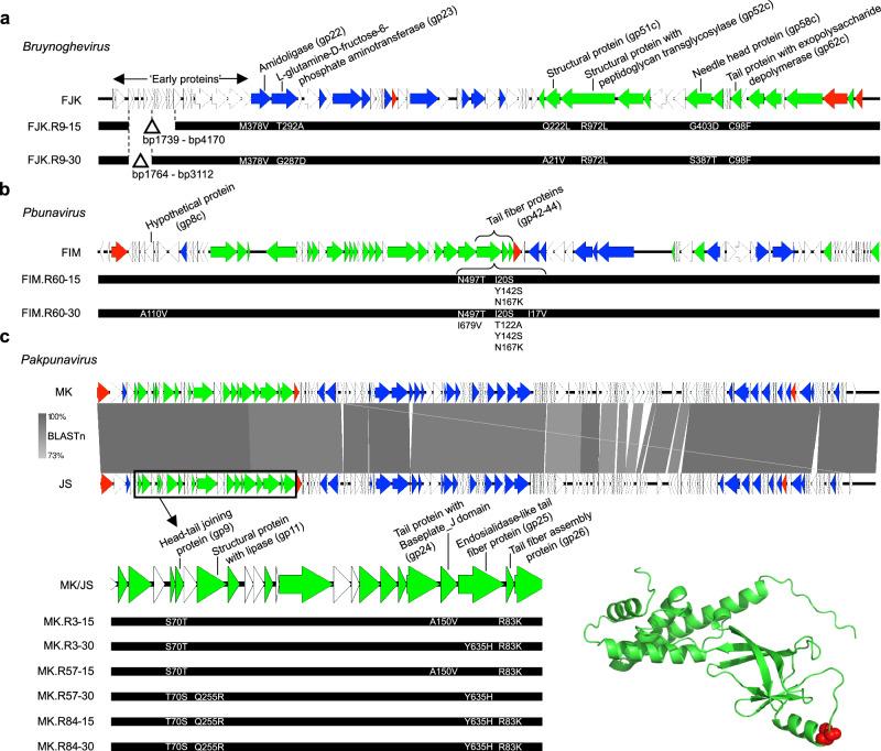 https://cdn.ncbi.nlm.nih.gov/pmc/blobs/7cd7/11450229/869baa526812/41467_2024_52595_Fig4_HTML.jpg