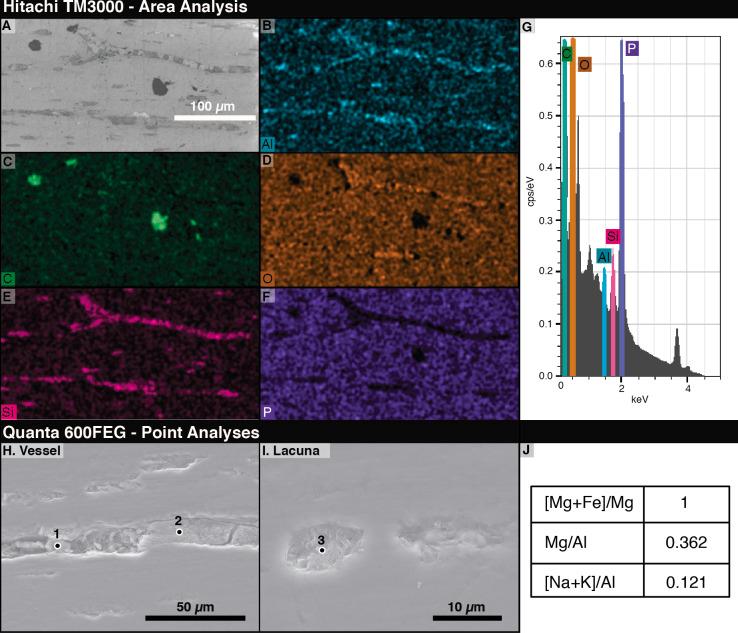 https://cdn.ncbi.nlm.nih.gov/pmc/blobs/7cd9/8684720/5ac90844c5c1/peerj-09-12651-g005.jpg