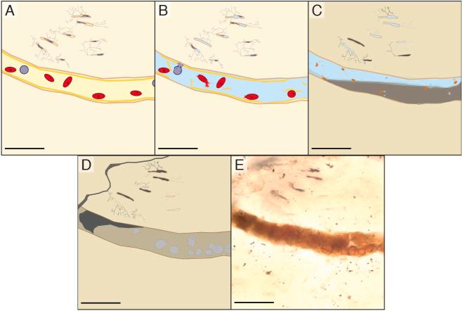 https://cdn.ncbi.nlm.nih.gov/pmc/blobs/7cd9/8684720/c094c0f06e47/peerj-09-12651-g007.jpg