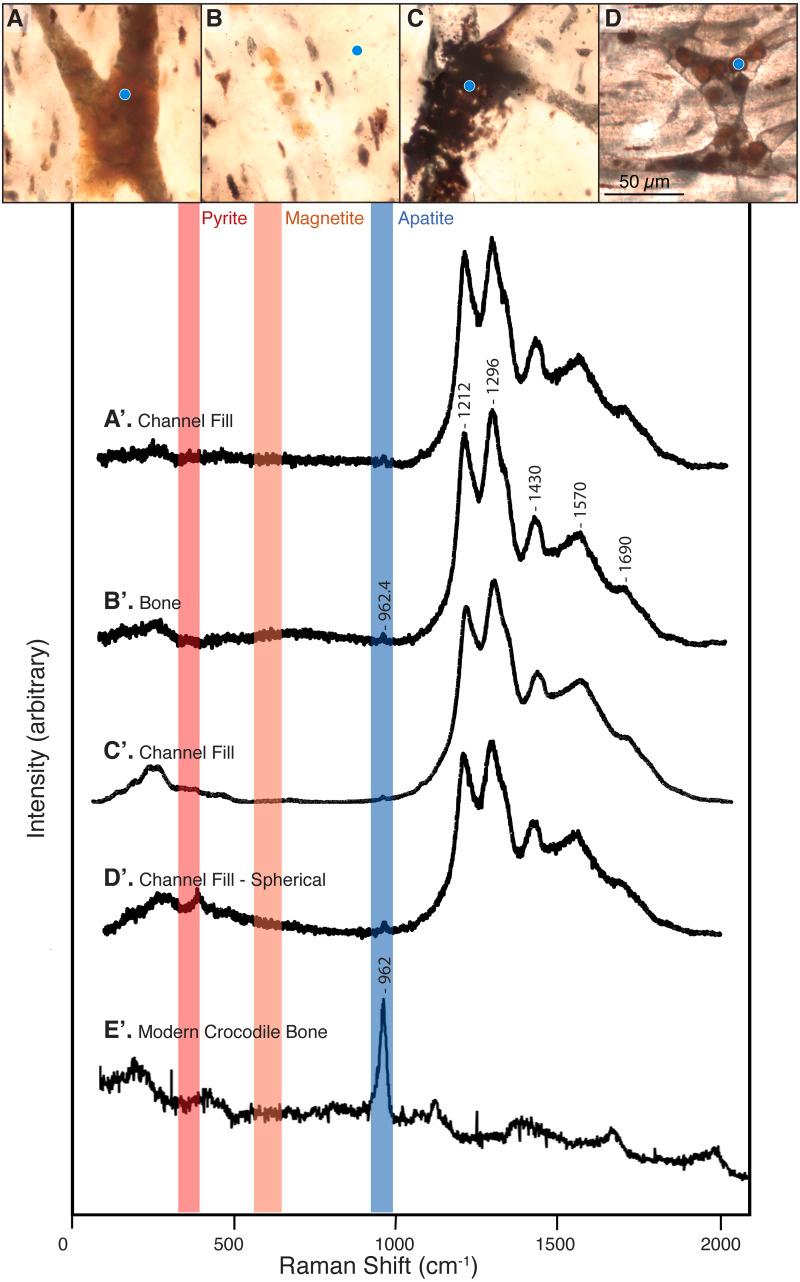 https://cdn.ncbi.nlm.nih.gov/pmc/blobs/7cd9/8684720/eb7709c3f66b/peerj-09-12651-g003.jpg
