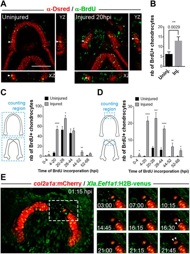 https://cdn.ncbi.nlm.nih.gov/pmc/blobs/7cde/10192884/7c0b261e52d3/fcell-11-1123299-g003.jpg