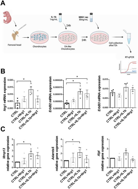 https://cdn.ncbi.nlm.nih.gov/pmc/blobs/7cde/10192884/9882b957dbf1/fcell-11-1123299-g006.jpg