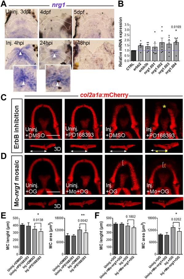 https://cdn.ncbi.nlm.nih.gov/pmc/blobs/7cde/10192884/e7a1cbee7df7/fcell-11-1123299-g005.jpg