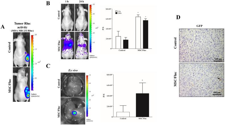 https://cdn.ncbi.nlm.nih.gov/pmc/blobs/7cde/6036160/2350e1ebc6c9/ijmsv15p1051g006.jpg