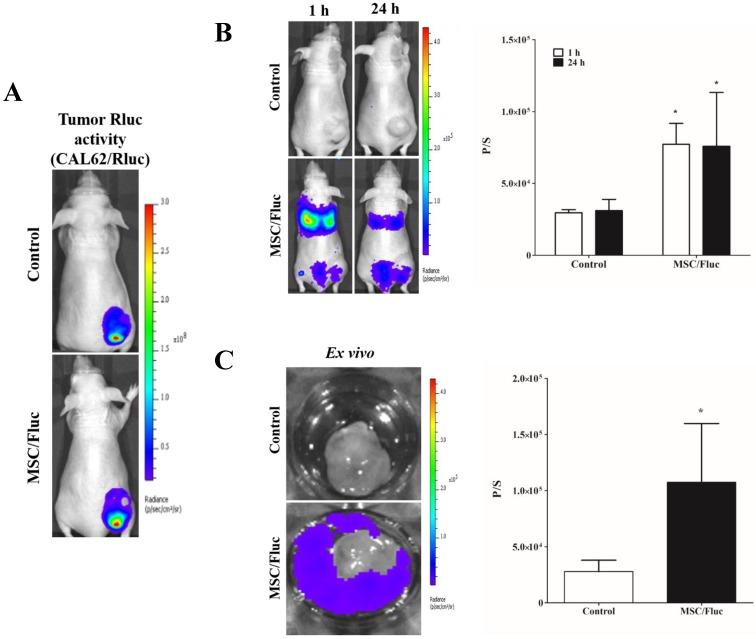 https://cdn.ncbi.nlm.nih.gov/pmc/blobs/7cde/6036160/59123d59ab0e/ijmsv15p1051g005.jpg