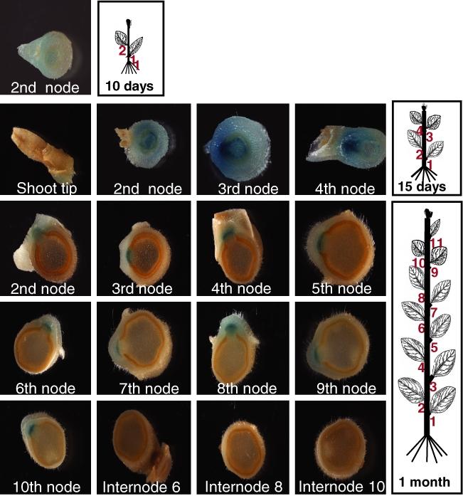 https://cdn.ncbi.nlm.nih.gov/pmc/blobs/7cdf/2253869/f27497127bb2/tpj0052-1131-f3.jpg
