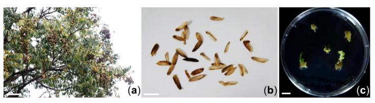 https://cdn.ncbi.nlm.nih.gov/pmc/blobs/7ce0/7761664/ec6d7e6c5b6f/plants-09-01701-g001.jpg