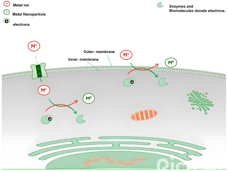 https://cdn.ncbi.nlm.nih.gov/pmc/blobs/7ce1/11591867/1e6560b4b3a3/bioengineering-11-01095-g002.jpg