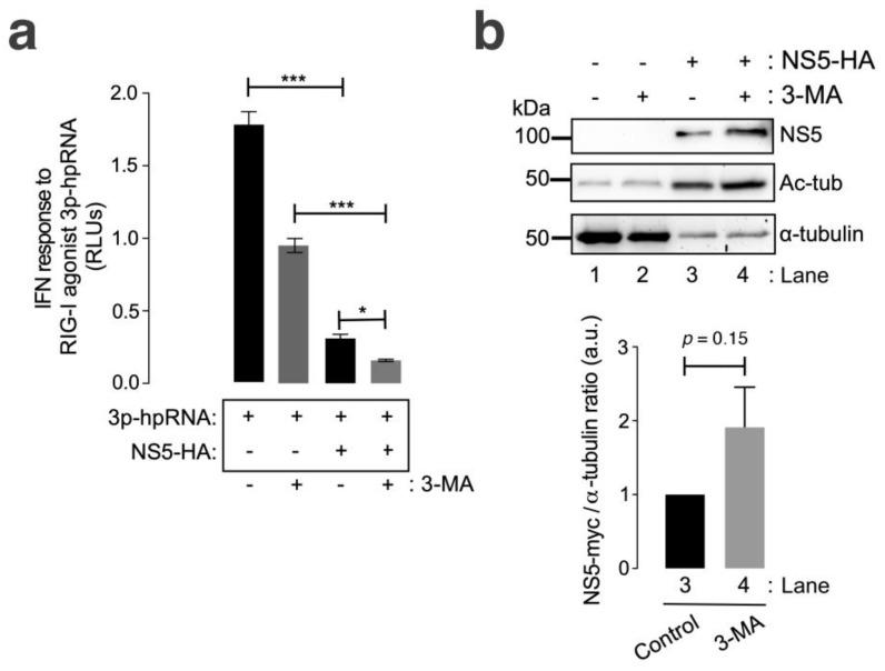 https://cdn.ncbi.nlm.nih.gov/pmc/blobs/7ce2/11011779/6458a24f61ce/cells-13-00598-g005.jpg