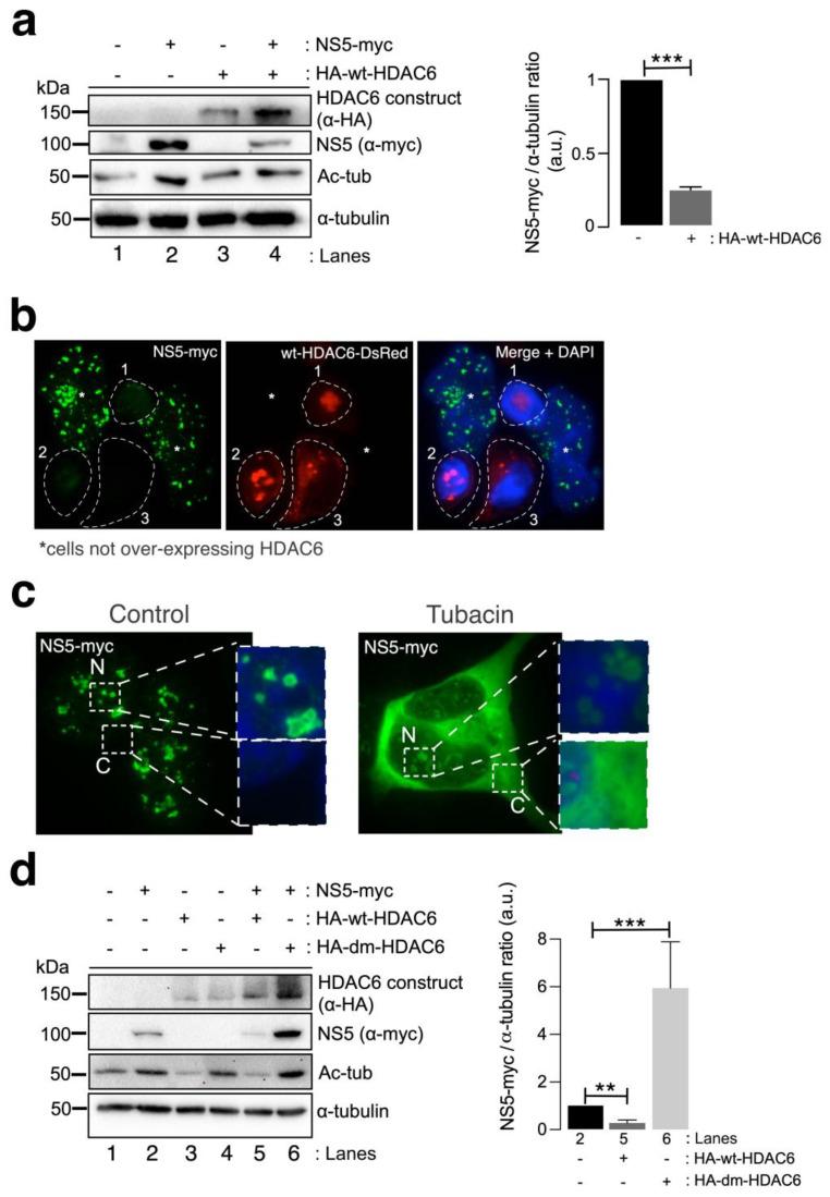https://cdn.ncbi.nlm.nih.gov/pmc/blobs/7ce2/11011779/c094fd500ee2/cells-13-00598-g003.jpg