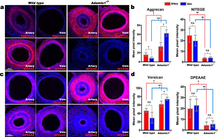 https://cdn.ncbi.nlm.nih.gov/pmc/blobs/7ce4/7529456/373f00644ad2/elife-60683-fig6.jpg