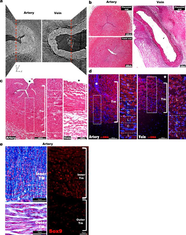 https://cdn.ncbi.nlm.nih.gov/pmc/blobs/7ce4/7529456/708ff4a7e609/elife-60683-fig1-figsupp1.jpg