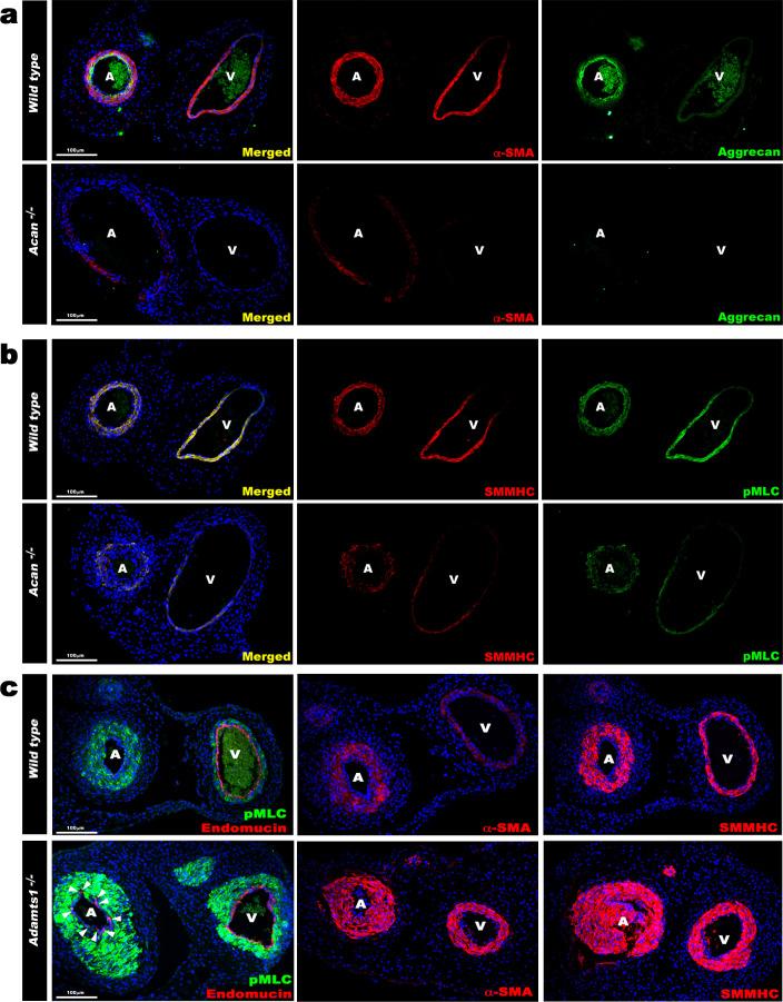 https://cdn.ncbi.nlm.nih.gov/pmc/blobs/7ce4/7529456/befe04110570/elife-60683-fig5.jpg