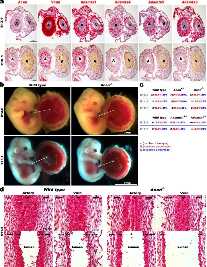 https://cdn.ncbi.nlm.nih.gov/pmc/blobs/7ce4/7529456/d510bce43484/elife-60683-fig4-figsupp1.jpg