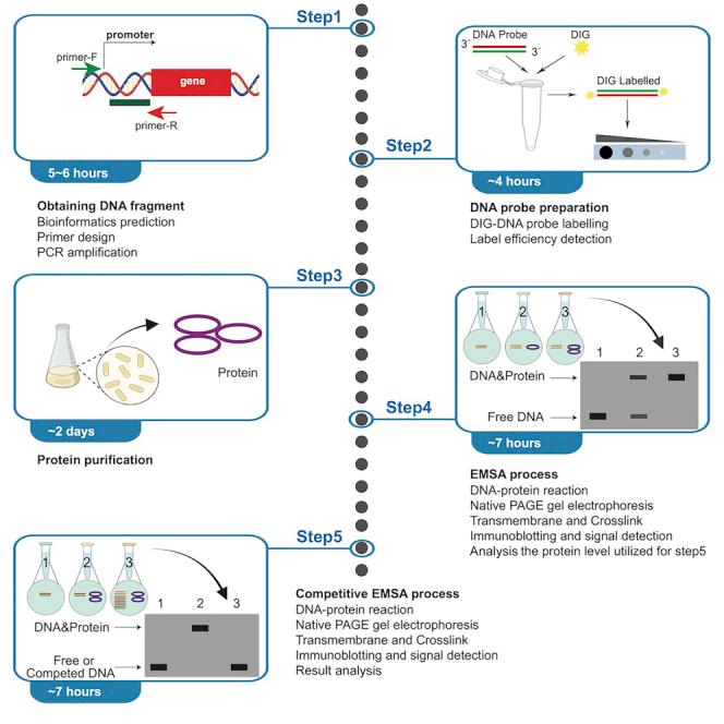 https://cdn.ncbi.nlm.nih.gov/pmc/blobs/7ce7/9530670/d84ef637d768/fx1.jpg