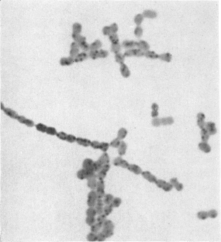 https://cdn.ncbi.nlm.nih.gov/pmc/blobs/7ce9/357977/d46332215e3f/jbacter00528-0133-b.jpg