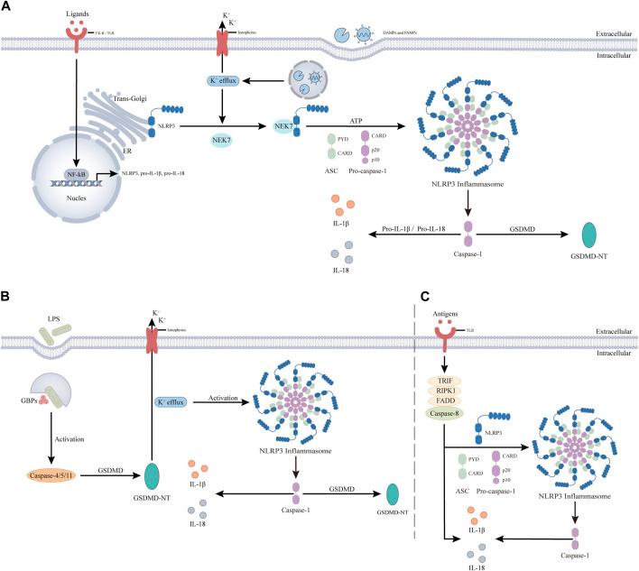 https://cdn.ncbi.nlm.nih.gov/pmc/blobs/7ceb/11322363/0470fa9888e6/fphar-15-1430236-g003.jpg