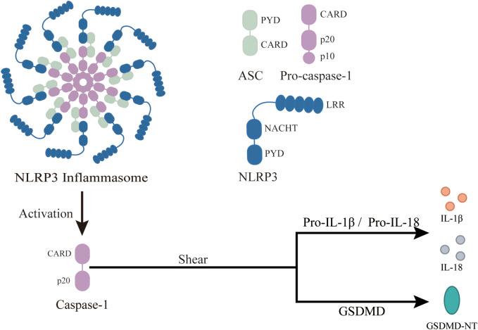 https://cdn.ncbi.nlm.nih.gov/pmc/blobs/7ceb/11322363/2e9494a90b63/fphar-15-1430236-g002.jpg