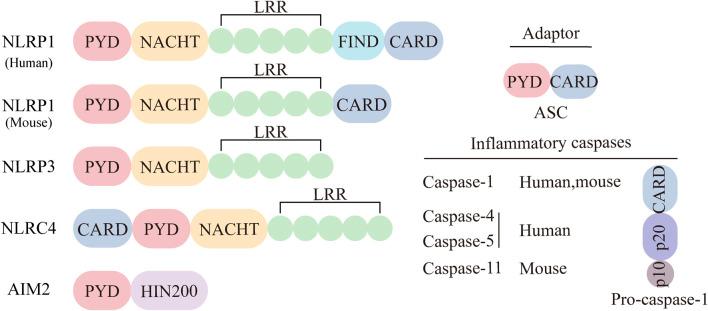 https://cdn.ncbi.nlm.nih.gov/pmc/blobs/7ceb/11322363/eb9411b0461e/fphar-15-1430236-g001.jpg