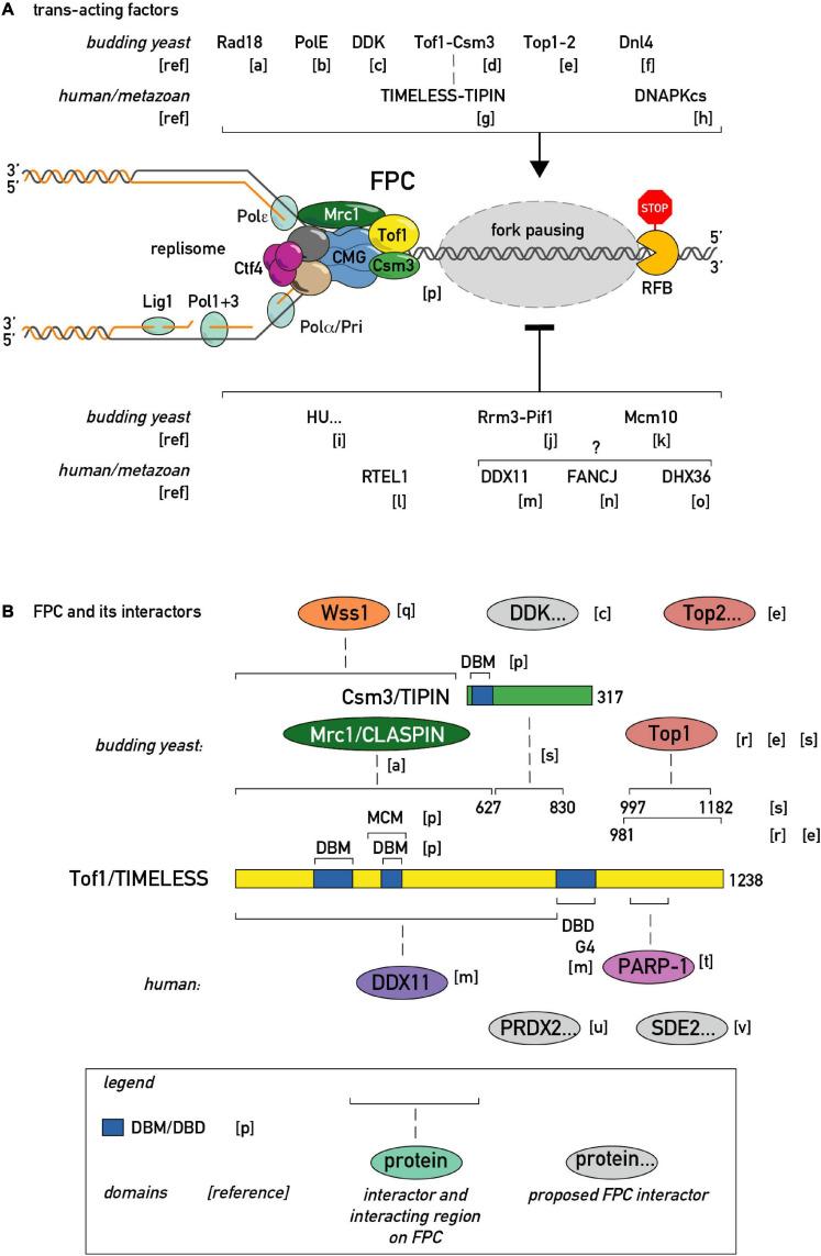 https://cdn.ncbi.nlm.nih.gov/pmc/blobs/7cff/8194067/6f0c39c30dbb/fcell-09-672510-g003.jpg
