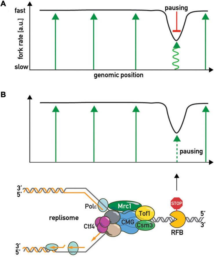 https://cdn.ncbi.nlm.nih.gov/pmc/blobs/7cff/8194067/a069d2279351/fcell-09-672510-g005.jpg