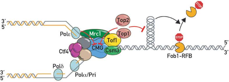 https://cdn.ncbi.nlm.nih.gov/pmc/blobs/7cff/8194067/b84c4a189ab6/fcell-09-672510-g004.jpg