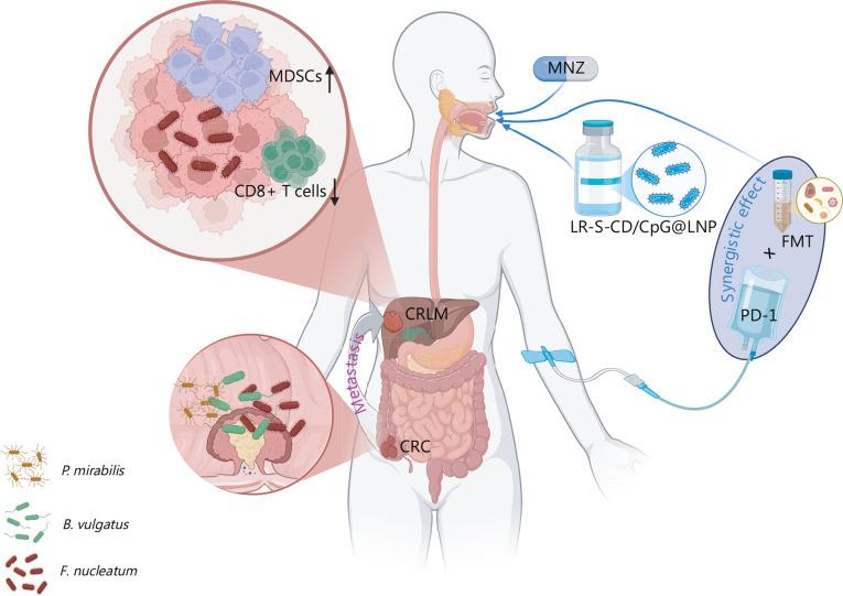 https://cdn.ncbi.nlm.nih.gov/pmc/blobs/7d00/12240200/2ad25532bc97/cbm-22-06-618-g003.jpg