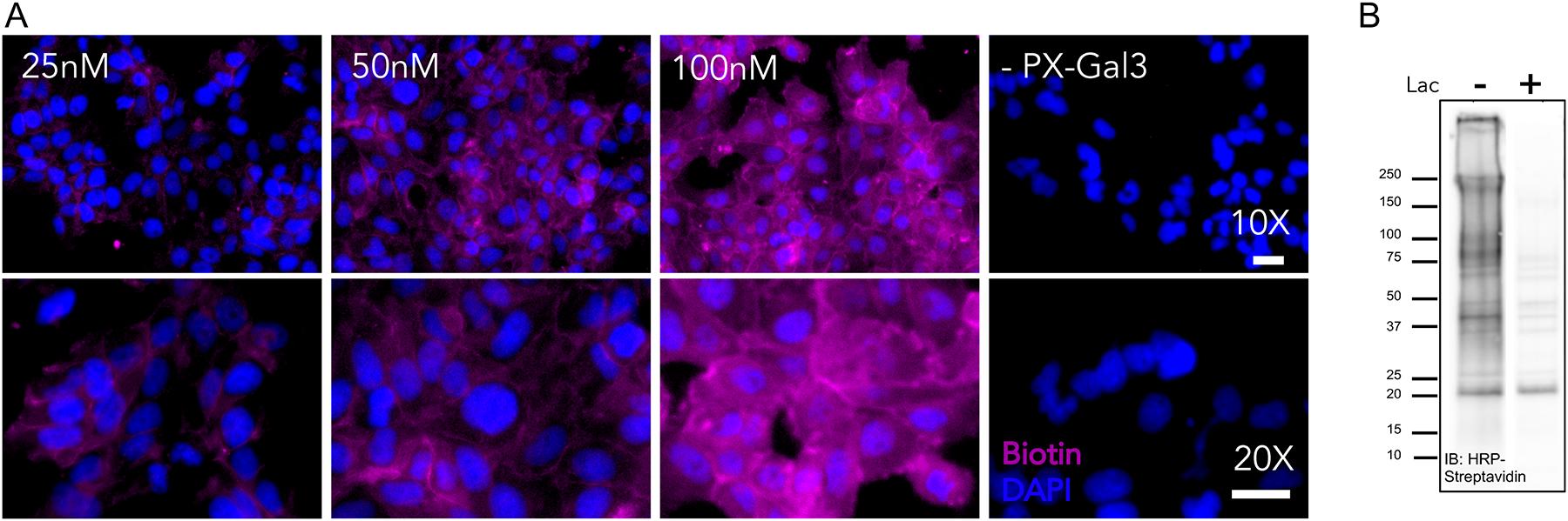 https://cdn.ncbi.nlm.nih.gov/pmc/blobs/7d01/8274366/d8e57ebe62a1/nihms-1684883-f0003.jpg