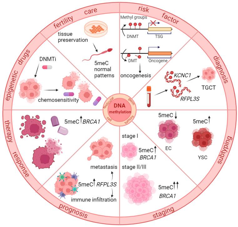 https://cdn.ncbi.nlm.nih.gov/pmc/blobs/7d06/11117643/88b27ba9f8de/biomedicines-12-01041-g001.jpg
