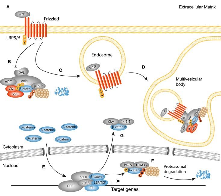 https://cdn.ncbi.nlm.nih.gov/pmc/blobs/7d0b/4558529/60fcbf53da90/fmed-02-00059-g002.jpg