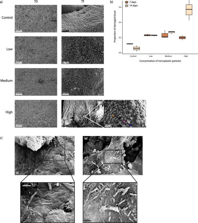 https://cdn.ncbi.nlm.nih.gov/pmc/blobs/7d0b/8010021/ad65796c0364/42003_2021_1961_Fig4_HTML.jpg