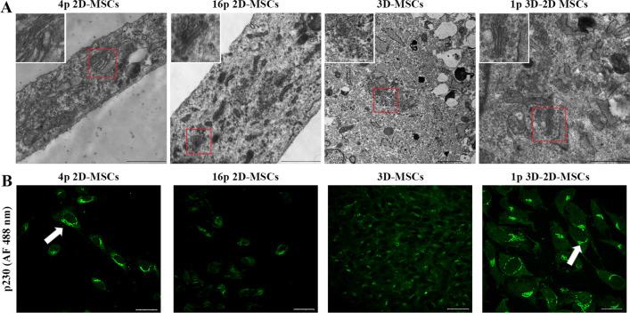 https://cdn.ncbi.nlm.nih.gov/pmc/blobs/7d0c/10729581/a95cf4e04716/13287_2023_3599_Fig4_HTML.jpg