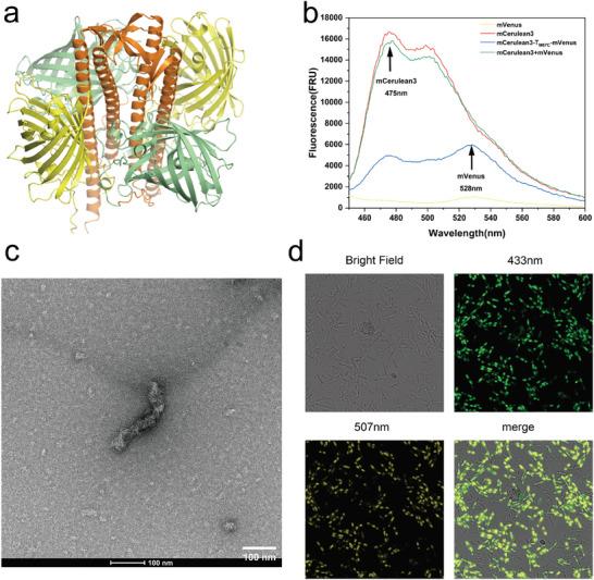https://cdn.ncbi.nlm.nih.gov/pmc/blobs/7d0d/12005783/b0cd8cac70d2/ADVS-12-2500405-g006.jpg