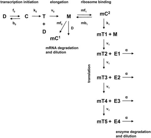 https://cdn.ncbi.nlm.nih.gov/pmc/blobs/7d0e/2684527/05f3dbb90f0d/pbio.1000115.g002.jpg