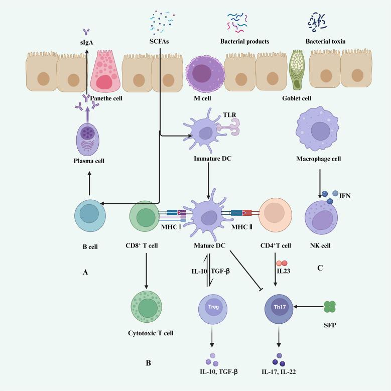 https://cdn.ncbi.nlm.nih.gov/pmc/blobs/7d10/11188355/fa32bb601215/fimmu-15-1410928-g002.jpg