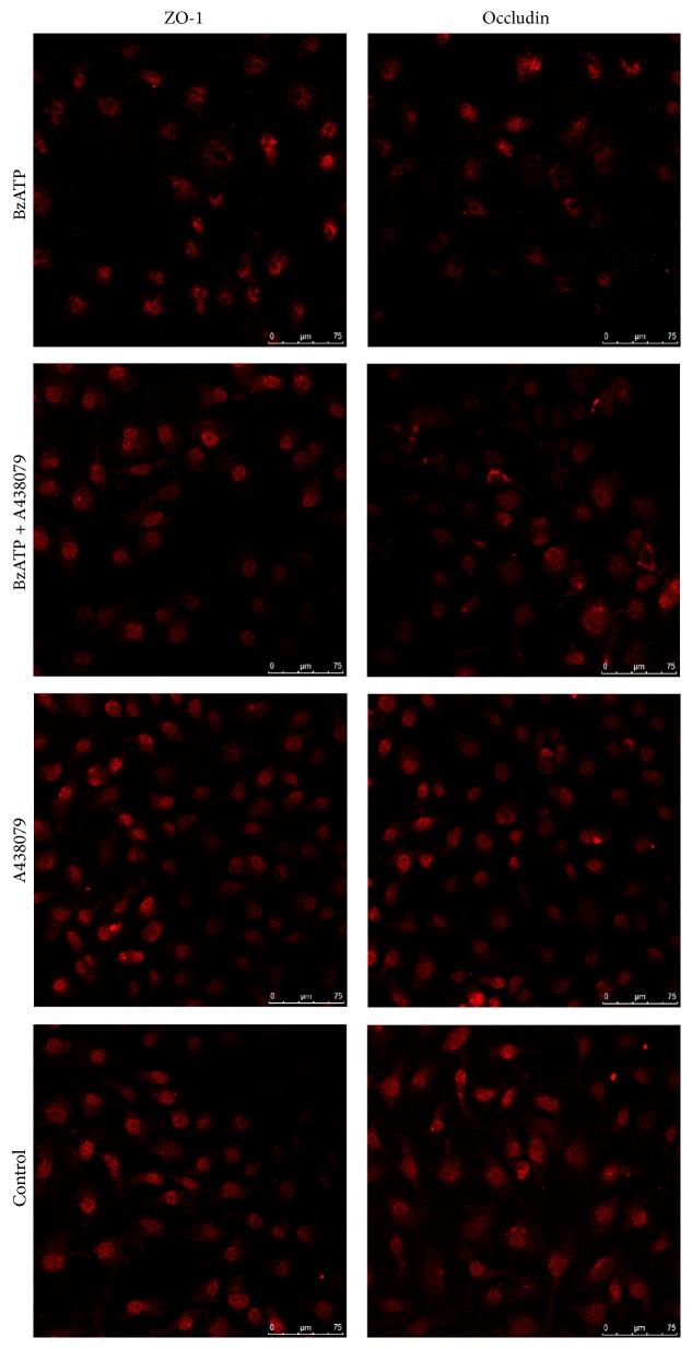 https://cdn.ncbi.nlm.nih.gov/pmc/blobs/7d11/5067334/a251dc649fc9/NP2016-8928530.002.jpg