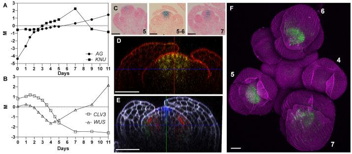 https://cdn.ncbi.nlm.nih.gov/pmc/blobs/7d15/8336581/757f2425c72e/fpls-12-704351-g001.jpg