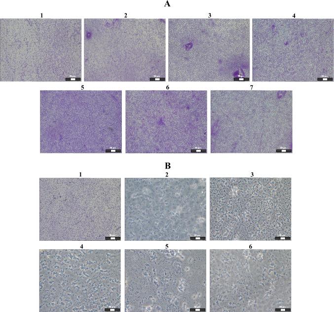 https://cdn.ncbi.nlm.nih.gov/pmc/blobs/7d19/10808281/53356ab0ba85/253_2023_12831_Fig5_HTML.jpg