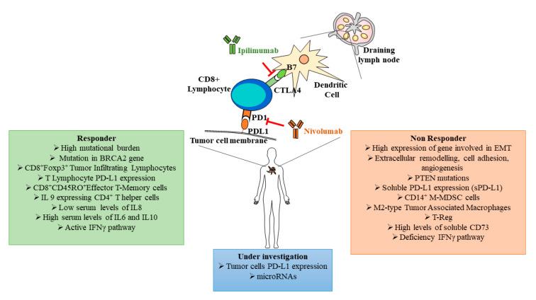 https://cdn.ncbi.nlm.nih.gov/pmc/blobs/7d1c/8228007/c75f5ff72166/cancers-13-02875-g002.jpg