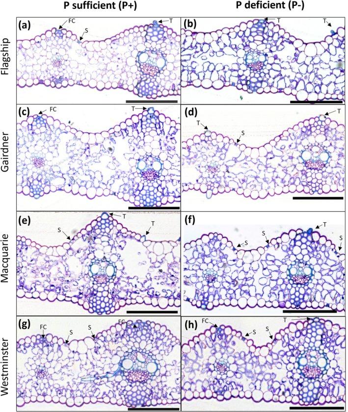https://cdn.ncbi.nlm.nih.gov/pmc/blobs/7d23/12096420/19aa82cdb453/PPL-177-e70263-g005.jpg