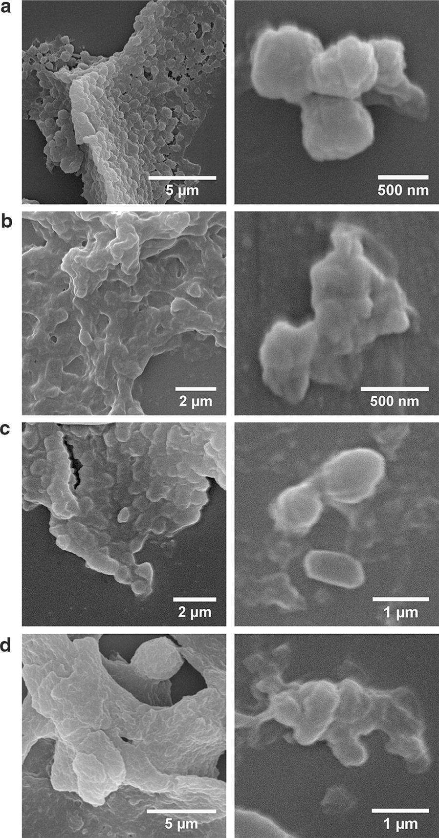 https://cdn.ncbi.nlm.nih.gov/pmc/blobs/7d23/6367779/22a9743c036e/12934_2019_1081_Fig5_HTML.jpg