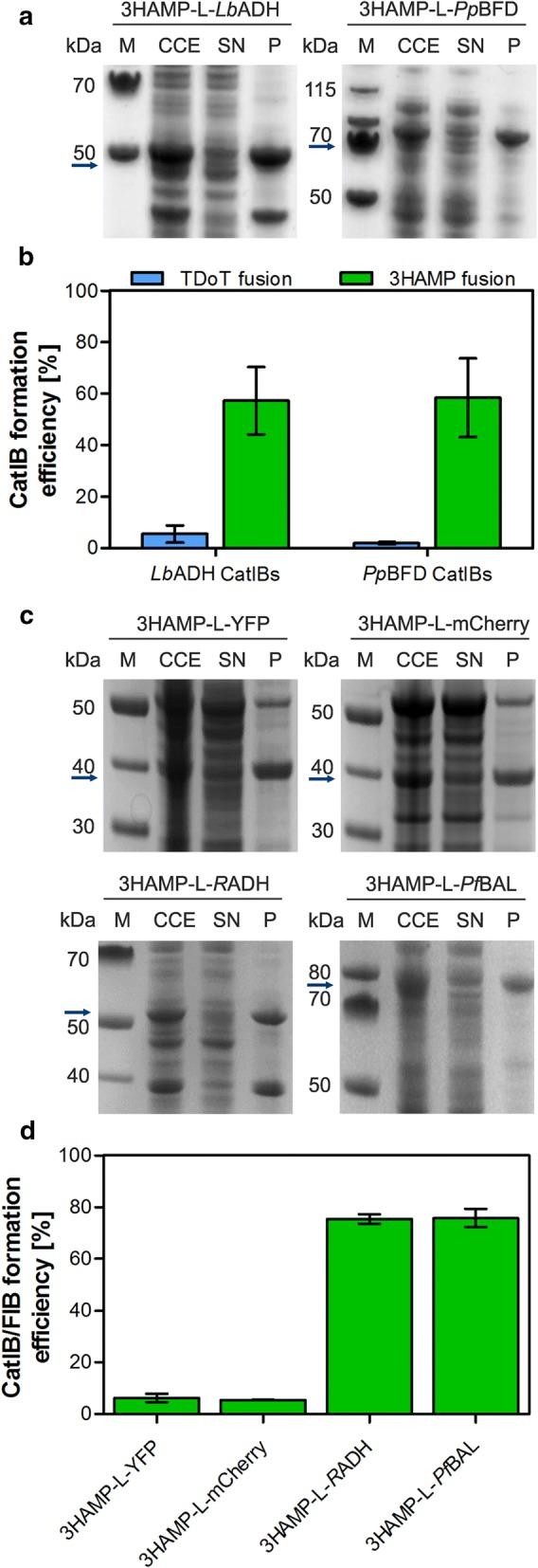 https://cdn.ncbi.nlm.nih.gov/pmc/blobs/7d23/6367779/40368b3815f3/12934_2019_1081_Fig3_HTML.jpg